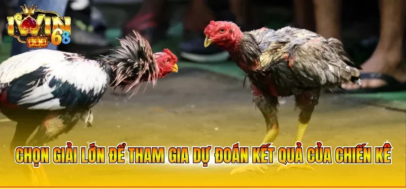 Chọn giải lớn để tham gia dự đoán kết quả của chiến kê