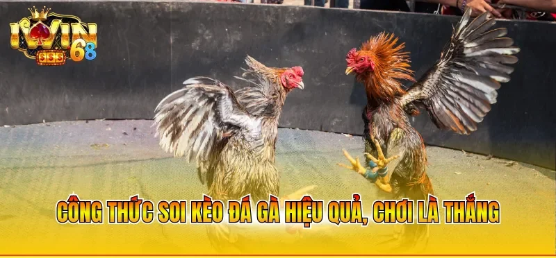 Công thức soi kèo đá gà hiệu quả, chơi là thắng