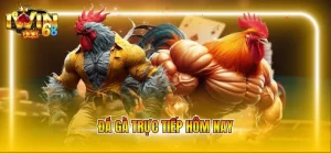 đá gà trực tiếp hôm nay