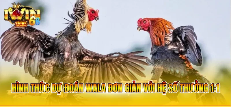 Hình thức dự đoán Wala đơn giản với hệ số thưởng 1:1