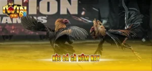kèo đá gà hôm nay